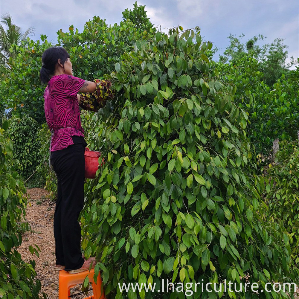 White Pepper Planting Management